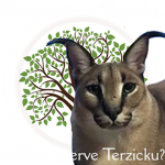 join terzicku lol