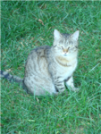 i love cats!!!
