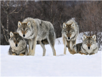 Lake wolf pack