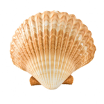 The Ocean's Shells