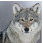 Official snow wolf group