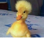 Duck squad for life <3