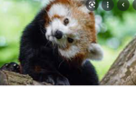 Red panda army ##