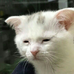 미루루언니