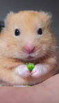 GANG DEs HAMSTER