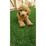 Puppies are so Cute!!!!!!!
