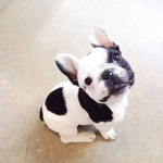 The french bulldog army