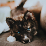 Cutey#puppy