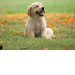 RobloxDogs
