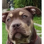Dogyyyyyyy
