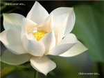 The White Lotus
