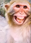 Monkeys can fight