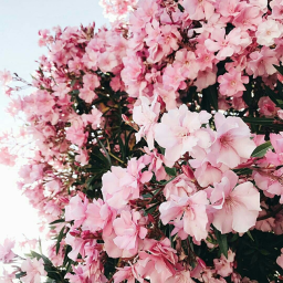 ‧˚⊹ ｡˚