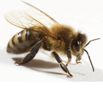 .The beehive..