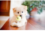 Adorable Puppies :D