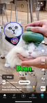 The owner doesn’t give the cat attention