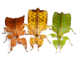 Leaf Insects
