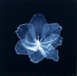 Flower bloomers
