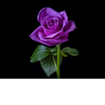 Rose bush kingdom