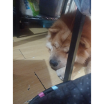 Max~hi~fans