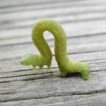 The Inchworm Cult