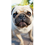 Puggy_Power