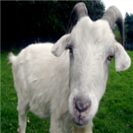 Friends like a lamb
