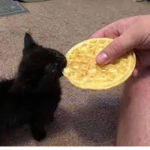 Cat Eating Waffle