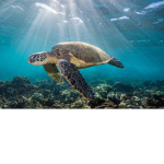 Fan's of turtles