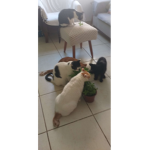 Gatos e Enzo