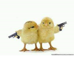 My adorable chickens <3