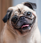 Pugs games!!