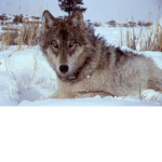 -Wolfs-