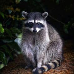 real life racoon Group Thumbnail