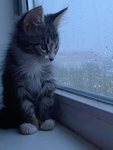 Club Kat