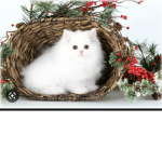Cute snow cat!