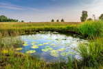 The Salmon's Pond