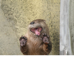 Otters And Hamsters