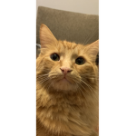 A Cat Named Charlie