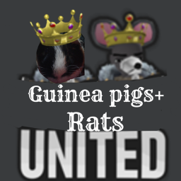 Guinea pigs+rats hangout