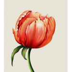 FloralXJazz