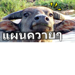 ไทยกลุ่มกู
