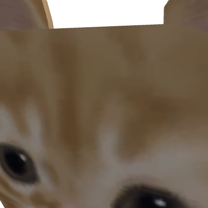 gatooooo