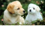 Hi join pls pls