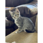 Kitty pearl