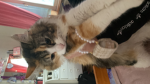 Shambobateacat