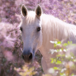 Horses are awesome <3