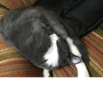 Cats, Kittens, And Cuteness!