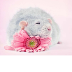 Like an rat!!!!!
