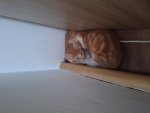 Bella mit Katzen babys